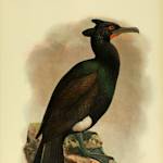 Flightless Cormorant