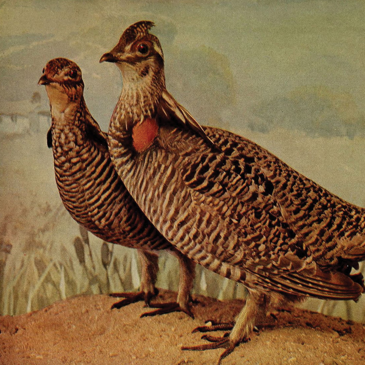 Can We Learn From the History of the Heath Hen?