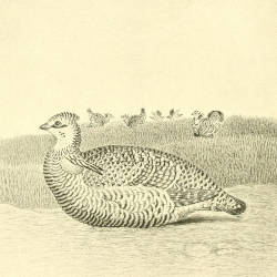 Common Fowle, William Wood