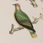 Red-moustached Fruit-dove