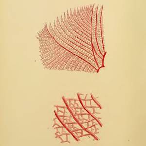 Bennett's Seaweed