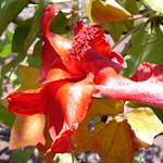 Cooke's Kokio, Molokai Koki`o