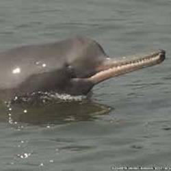 Ganga River Dolphin Declared India’s National Aquatic Animal