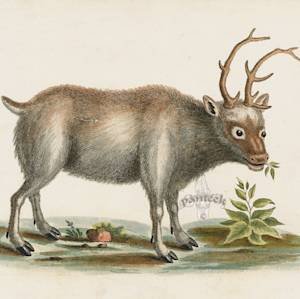 Extinction of Arctic Reindeer in East Greenland