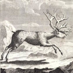 Wild Forest Reindeer hunted to extinction