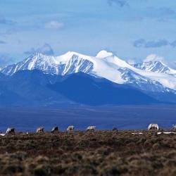 Arctic National Wildlife Refuge