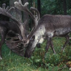 Woodland caribou listed under the Endangered Species Act