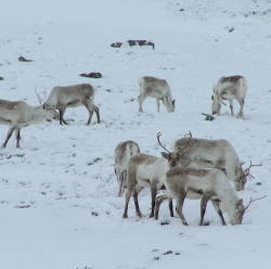 Thousands of reindeer may starve to death due to climate change