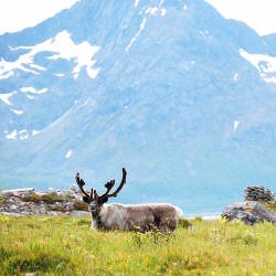 Europe’s last herds of wild mountain reindeer at risk