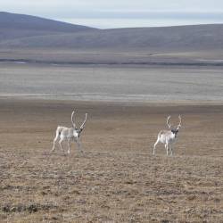 Peary caribou listed as endangered