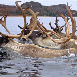 Once the world’s largest caribou herd drops by 92%