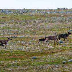 80,000 caribou starve to death due to global warming