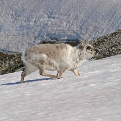 Svalbard Reindeer population increasing