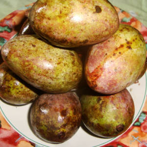 Kalimantan Mango, Kasturi