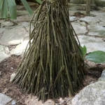 Lago Yojoa Palm, Root-spine Palm