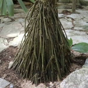 Lago Yojoa Palm, Root-spine Palm