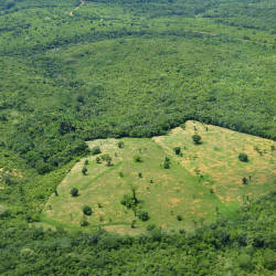 Brazian Government Creats Plans To Combat Deforestation