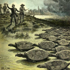 Seas Thick With Turtles, Christopher Columbus 