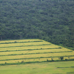 Soybean Production Explodes, Causing Massive Deforestation