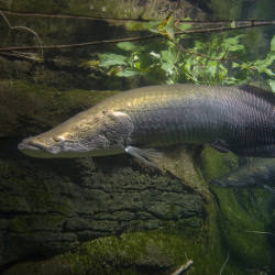 Arapaima, Amazon’s Largest Fish, Going Extinct