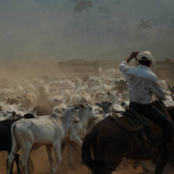 Cattle Ranching In The Amazon