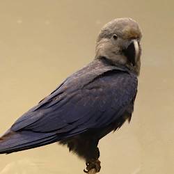 Spix’s Macaw Goes Extinct In The Wild