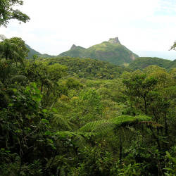 Tijuca National Park Is Critical For Endangered Plant Species