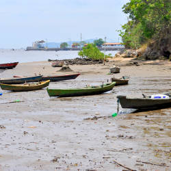 Grassroots Efforts To Regrow Guanabara’s Mangrove Forests