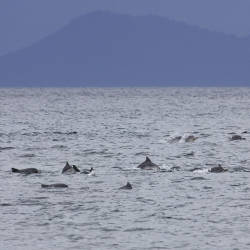 Dolphins Struggle To Survive In Guanabara Bay