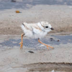 Back from the Brink, Piping Plover