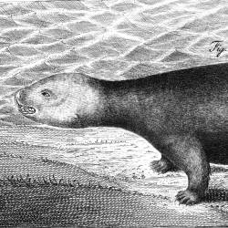 Sea Beavers Present In Large Numbers, Georg Wilhelm Steller