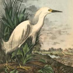 Thousands In The Marshes And Rice-fields, John James Audubon