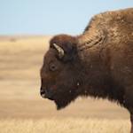 American Bison