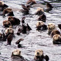 Washington’s Sea Otters Show Highest Population Growth Rate