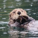 Sea Otter