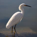 Snowy Egret