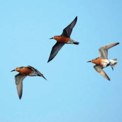Dramatic Red Knot Declines