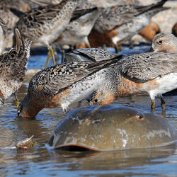 An Ancient Synchronicity Between Red Knots And Horseshoe Crabs