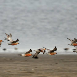 Climate Change A Threat To Red Knot Survival