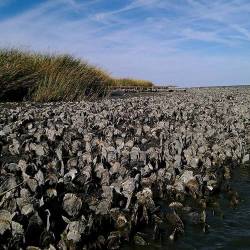 Dredging in the Bay affects native species