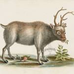 Extinction Of The Arctic Reindeer, East Greenland