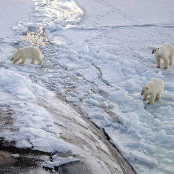 Polar bears drown as ice shelf melts