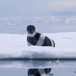 Arctic seals impacted by climate change