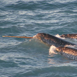 Arctic narwhal ‘scared to death’ of killer whales