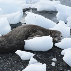 Climate Change Endangers Antarctica’s Iconic Species