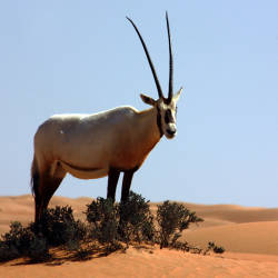 The Arabian Oryx (oryx Leucoryx), Which Once Roamed The Entire Arabian Peninsula, Goes Extinct In The Wild.