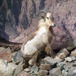 Arabian Tahr Captive Breeding Program Begins