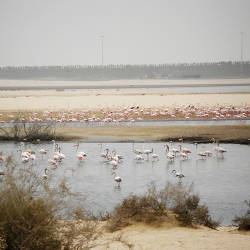 Al Wathba Natural Reserve Established