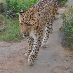 Arabian Leopard Classified As Critically Endangered