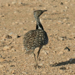 Houbara Bustard Conservatiom Efforts